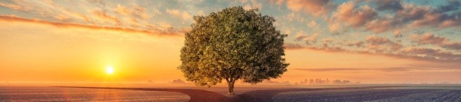 Decision Tree